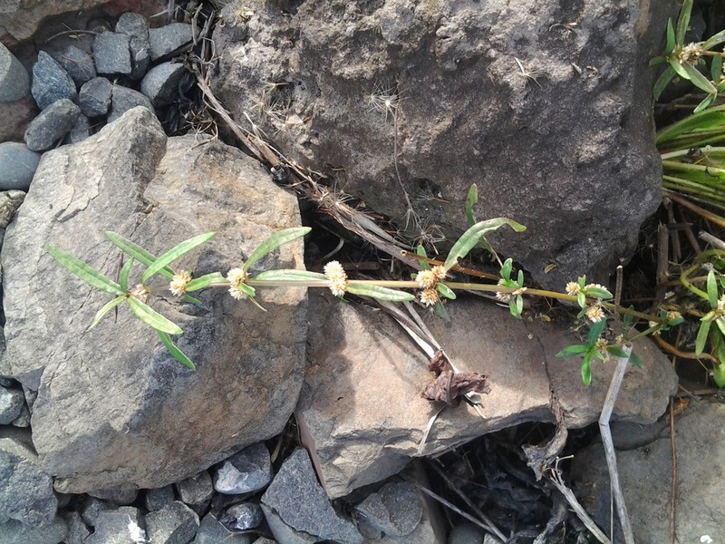 Alternanthera nahui photo 3