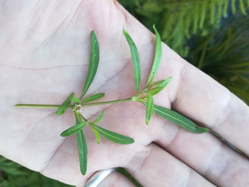 Alternanthera nahui photo 4