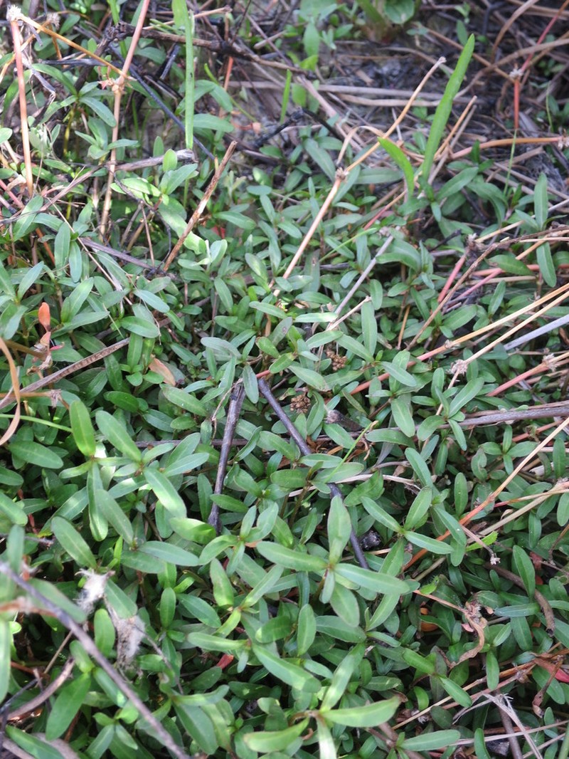Alternanthera nahui photo 5