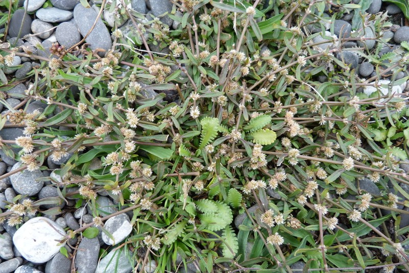 Alternanthera nahui photo 6