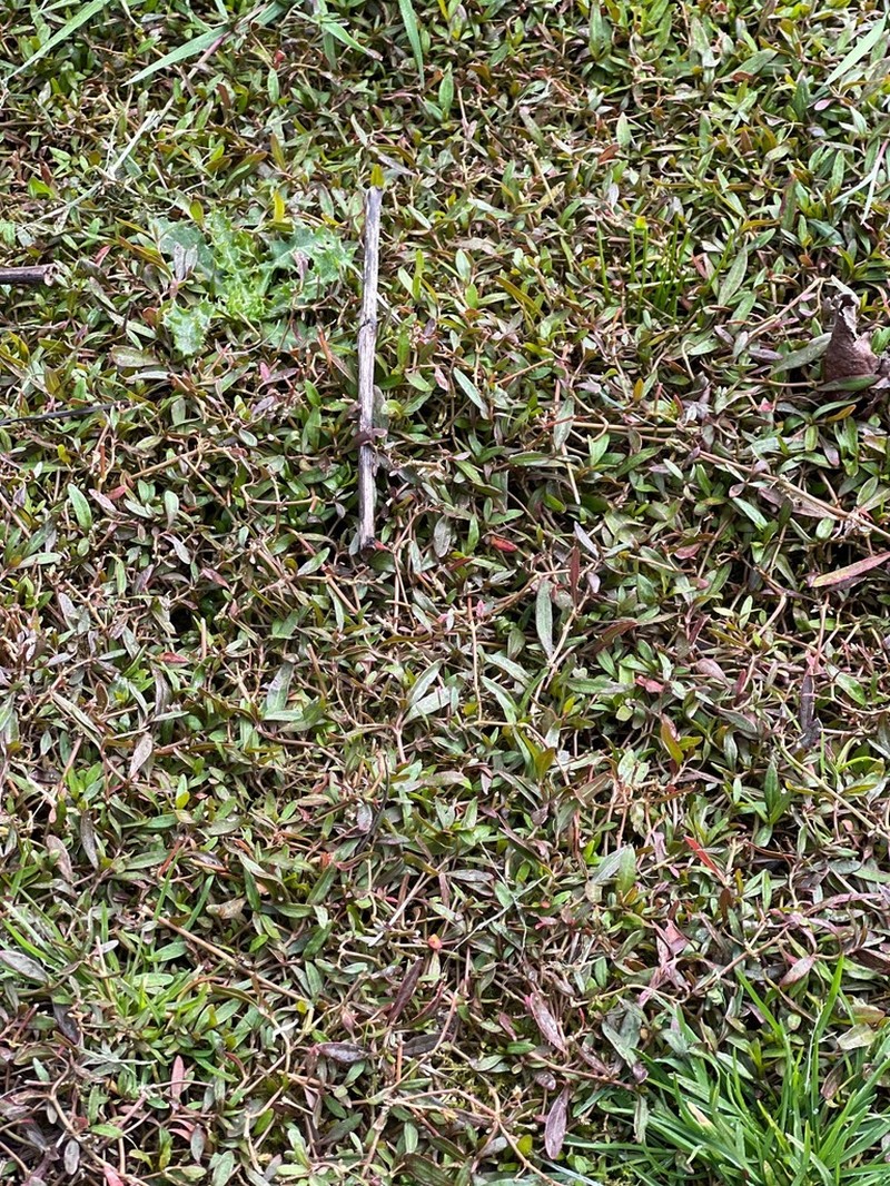 Alternanthera nahui photo 7