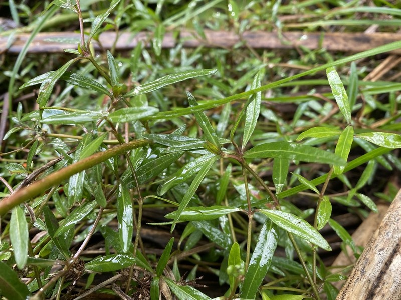 Alternanthera nahui photo 8