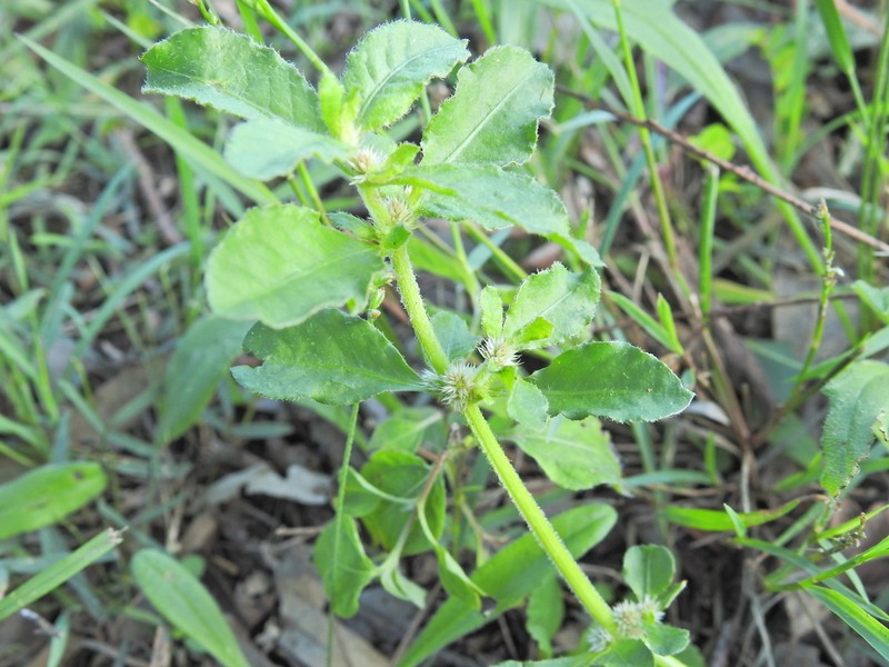 Alternanthera nana