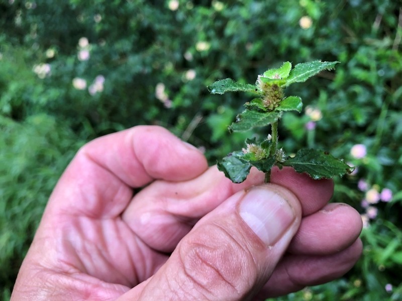 Alternanthera nana photo 3