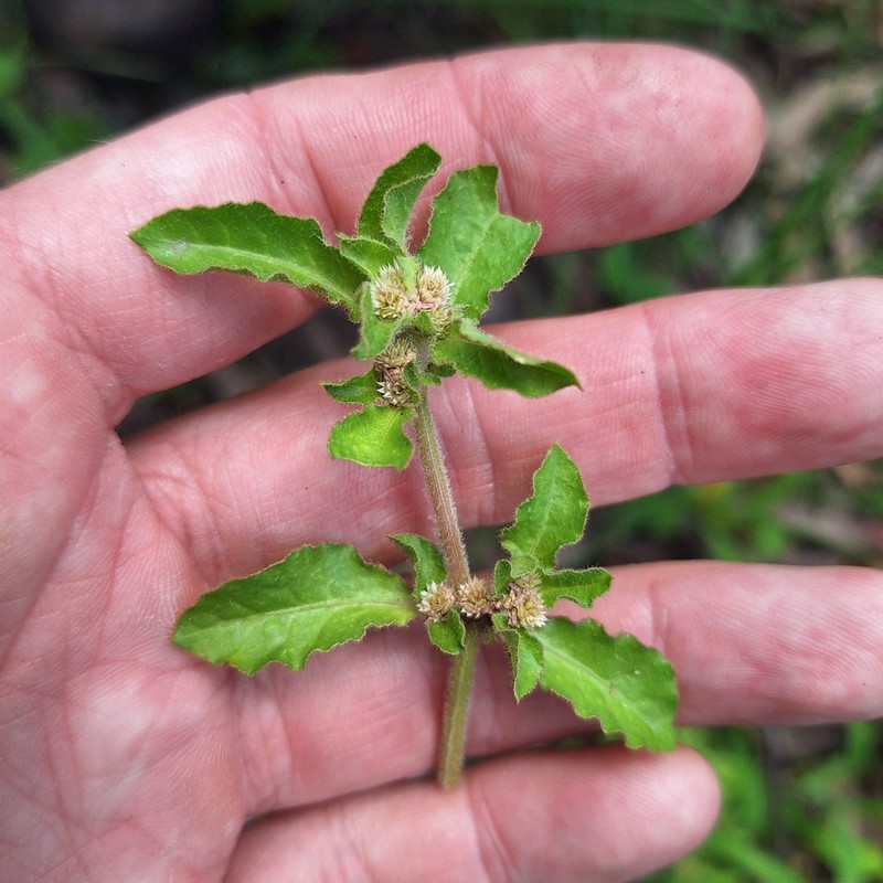 Alternanthera nana photo 4