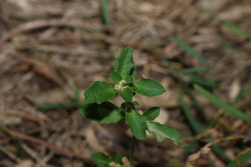 Alternanthera nana photo 5
