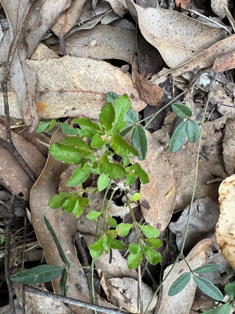 Alternanthera nana photo 6