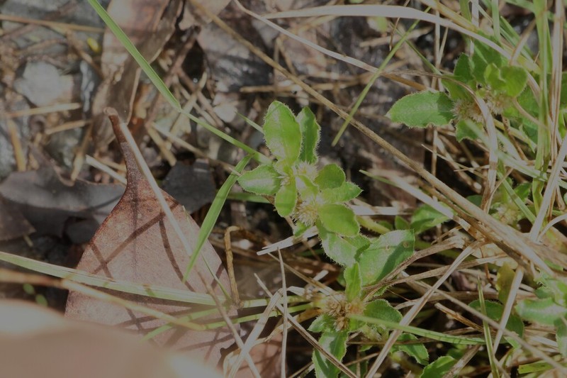 Alternanthera nana photo 8