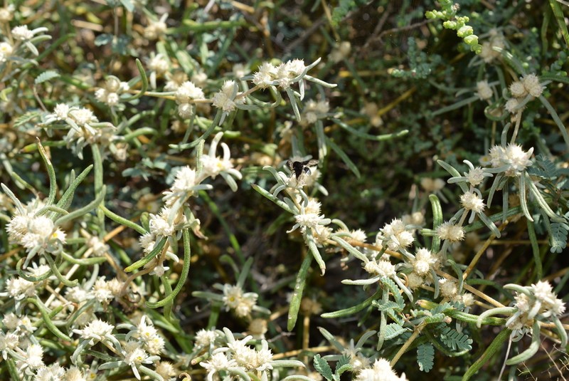 Alternanthera nodifera