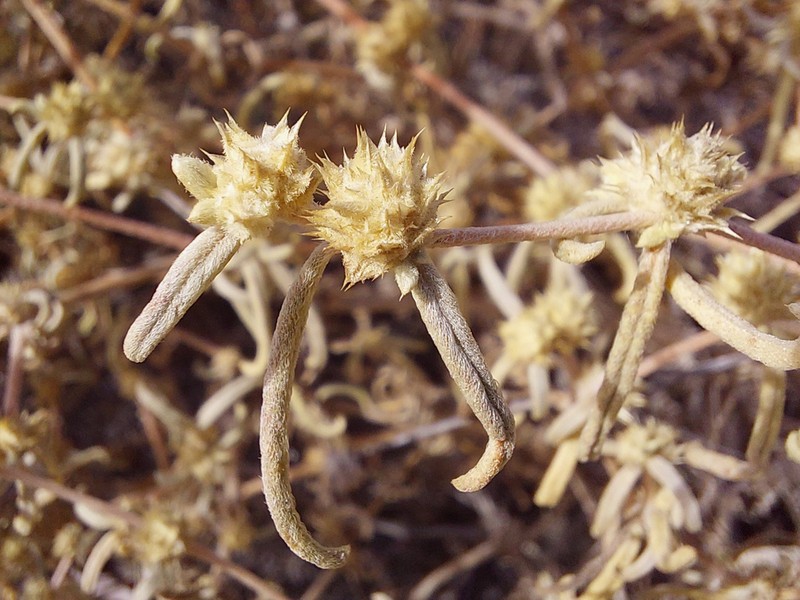 Alternanthera nodifera photo 2