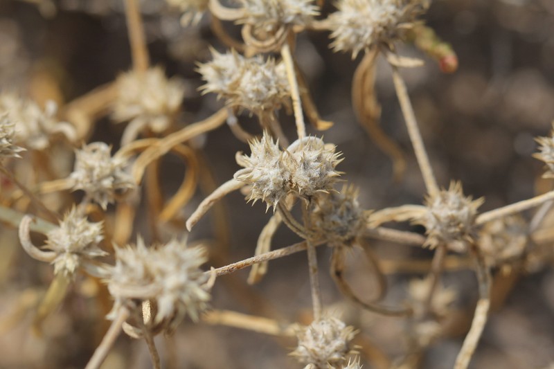 Alternanthera nodifera photo 3