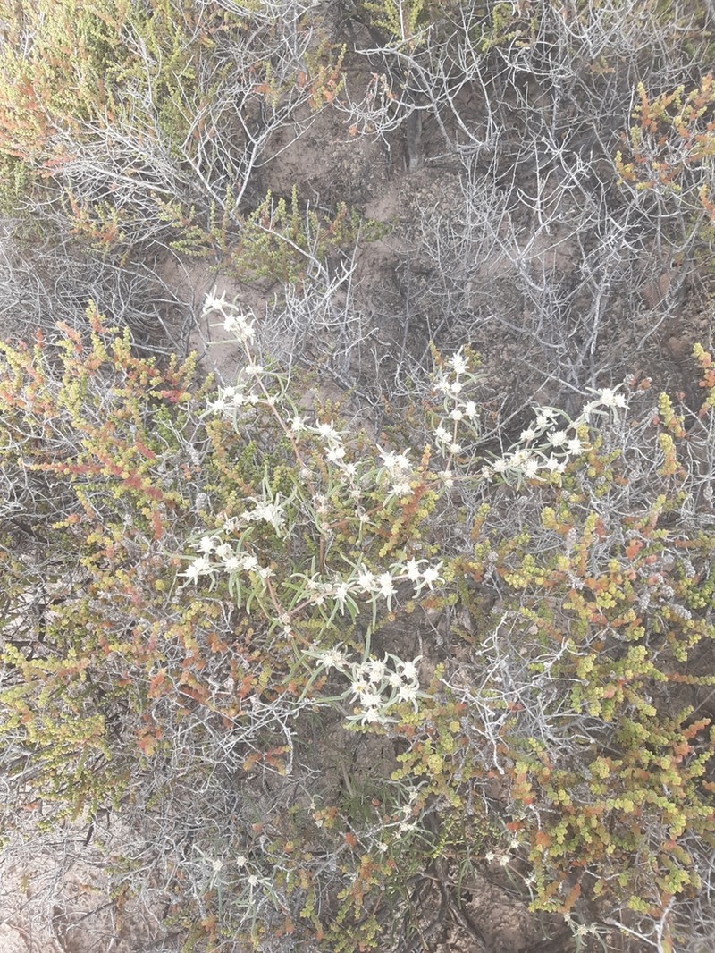 Alternanthera nodifera photo 4