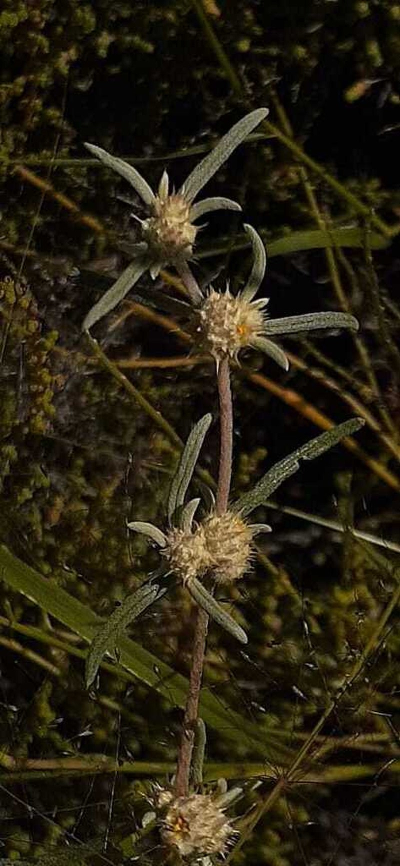 Alternanthera nodifera photo 6