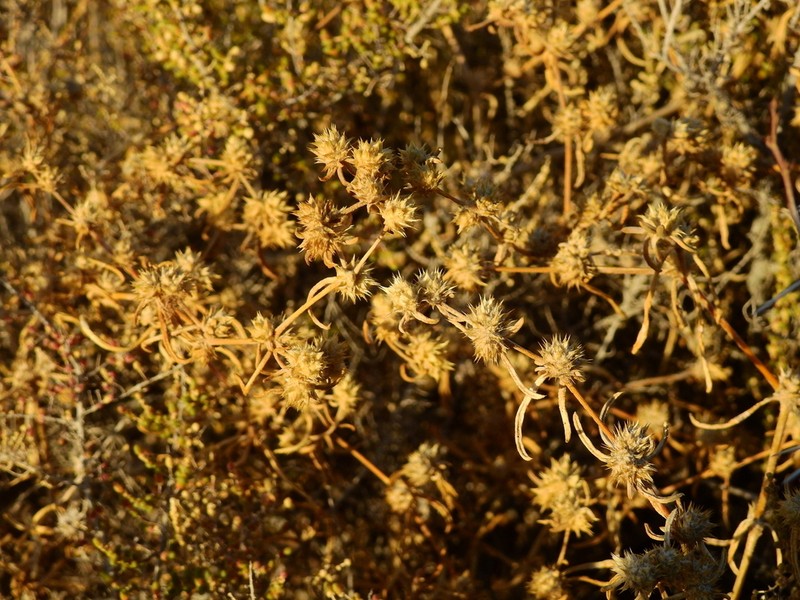 Alternanthera nodifera photo 7