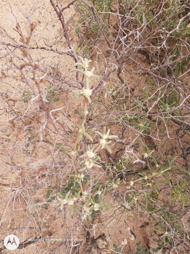 Alternanthera nodifera photo 8