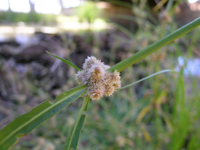 Alternanthera nodiflora