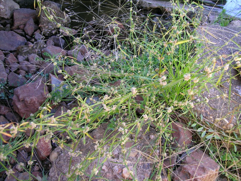 Alternanthera nodiflora photo 2