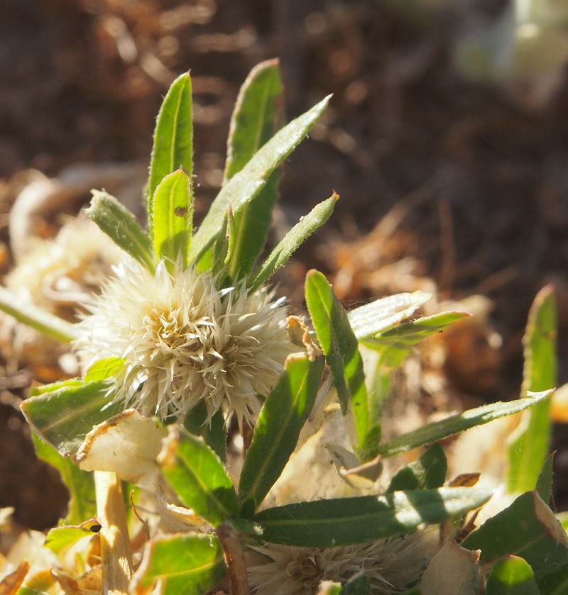 Alternanthera nodiflora photo 3