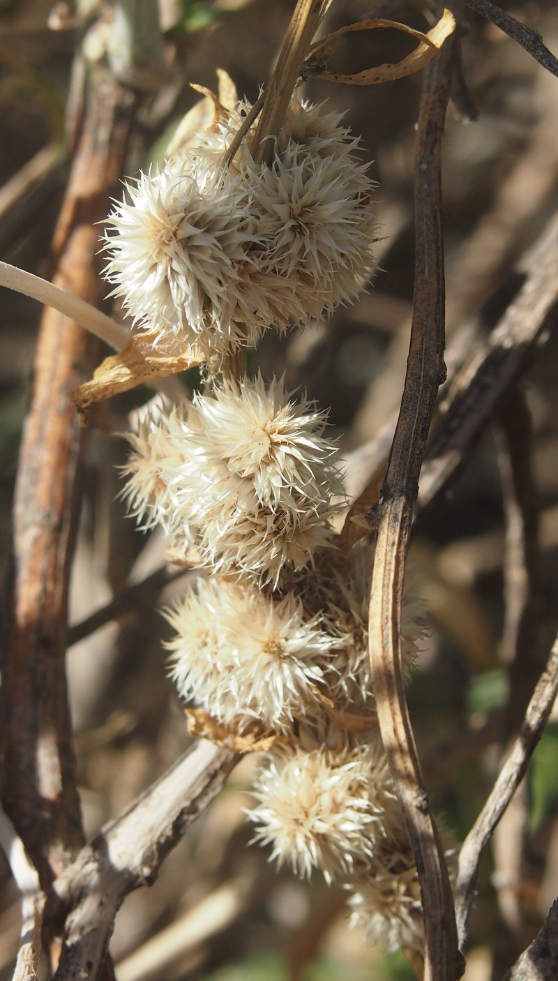 Alternanthera nodiflora photo 4