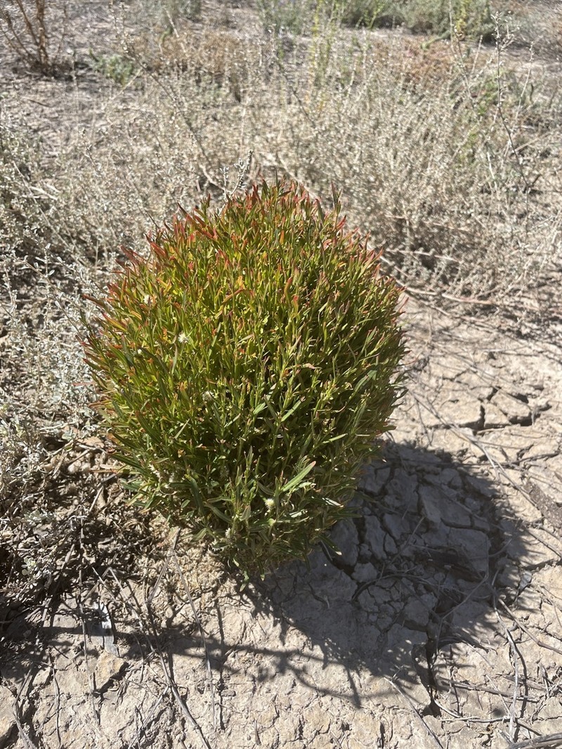 Alternanthera nodiflora photo 5