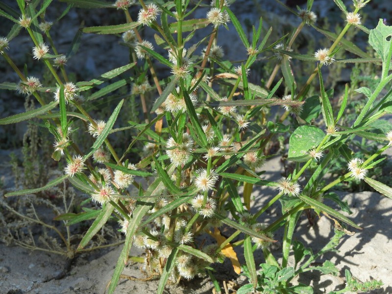 Alternanthera nodiflora photo 7