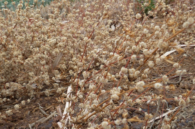 Alternanthera nodiflora photo 8
