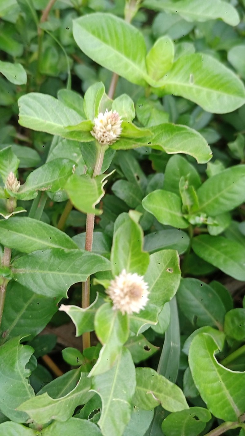 Alternanthera obovata