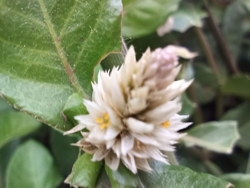 Alternanthera obovata photo 2