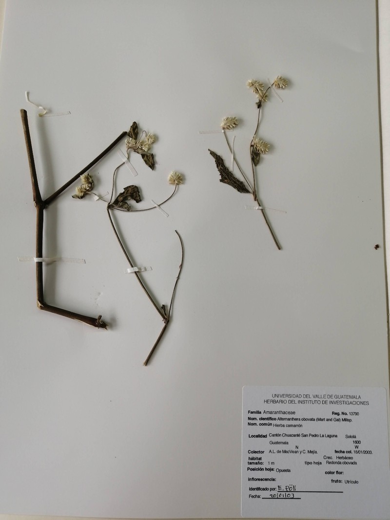 Alternanthera obovata photo 3