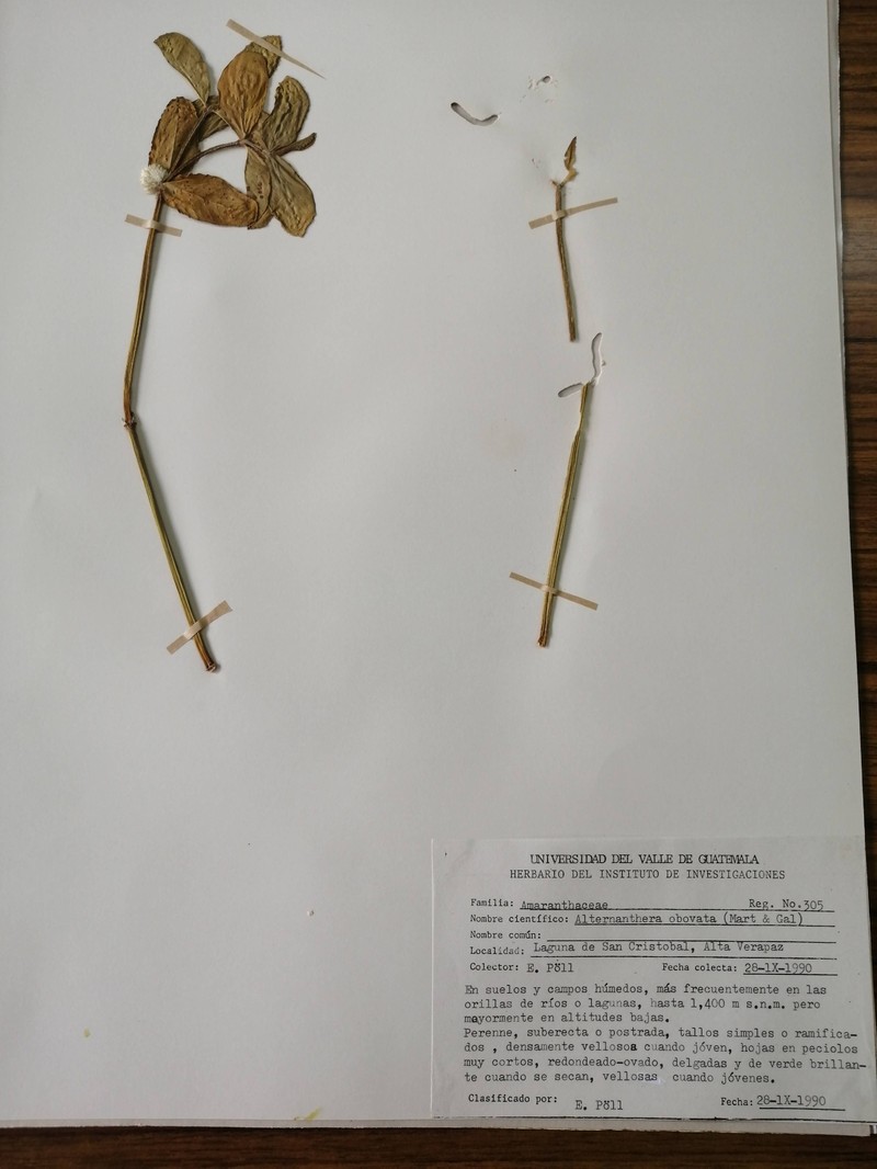 Alternanthera obovata photo 4