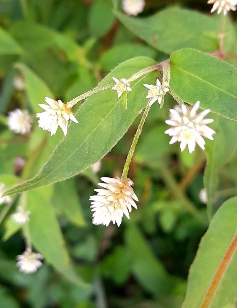 Alternanthera panamensis photo 3