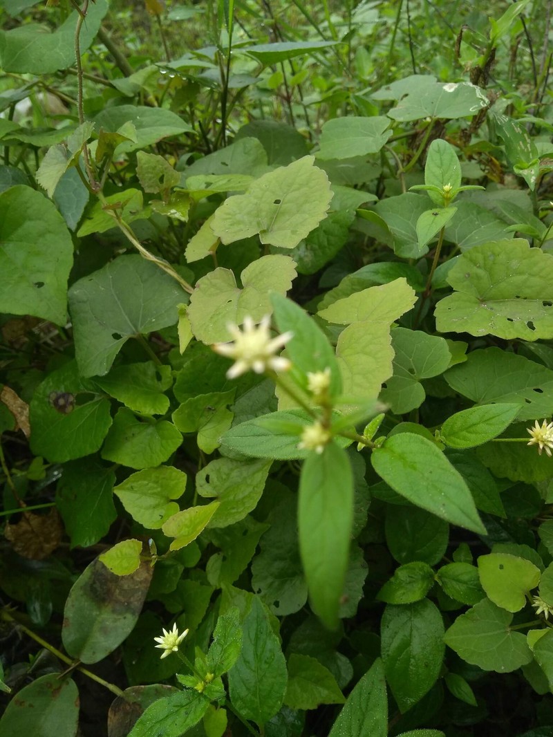 Alternanthera panamensis photo 4