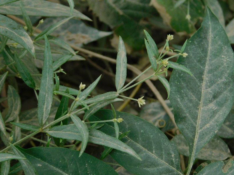 Alternanthera panamensis photo 5