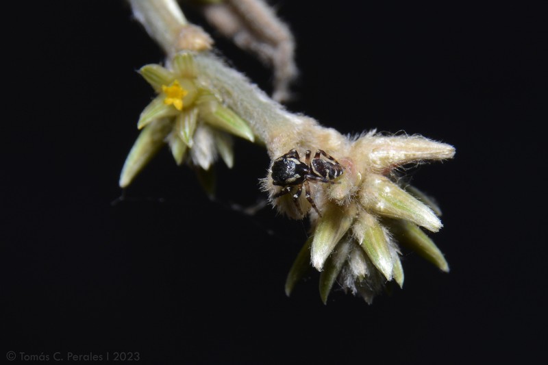 Alternanthera panamensis photo 7