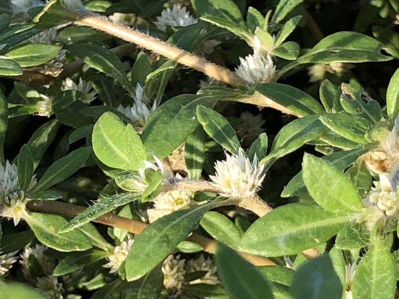 Smooth Joyweed photo 2