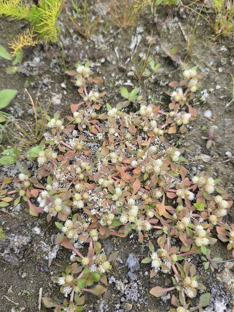 Smooth Joyweed photo 3