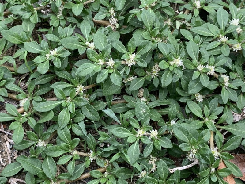 Smooth Joyweed photo 4