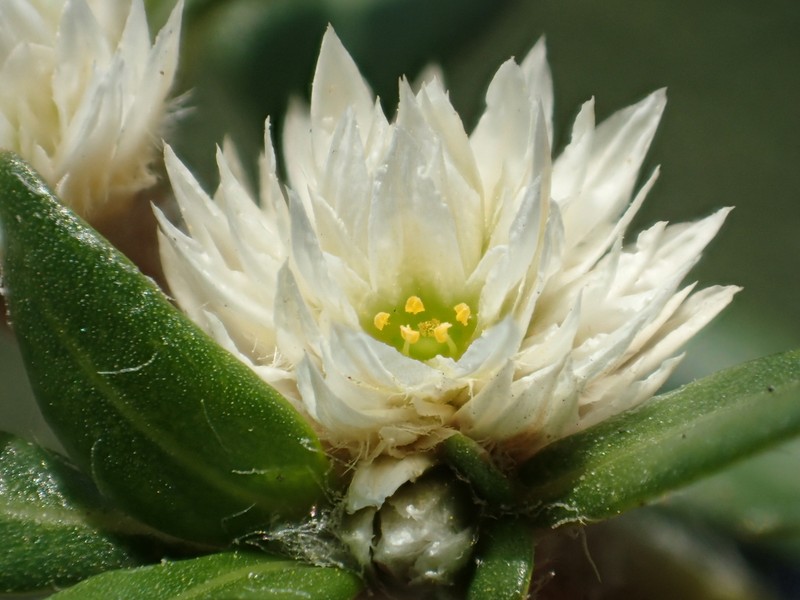 Smooth Joyweed photo 5