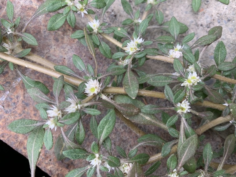 Smooth Joyweed photo 6