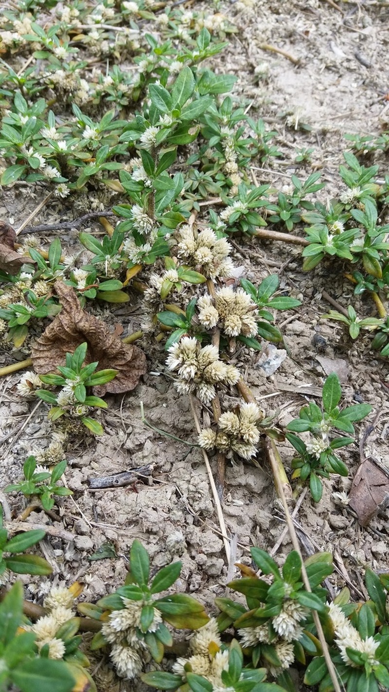 Smooth Joyweed photo 7