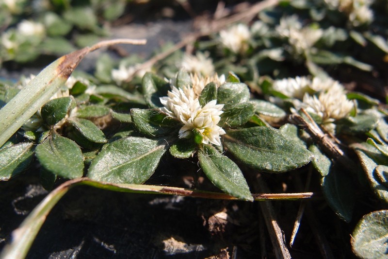 Smooth Joyweed photo 8