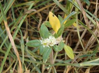 Smooth Joyweed