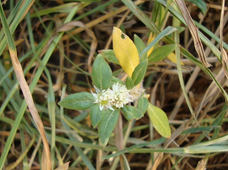 Smooth Joyweed
