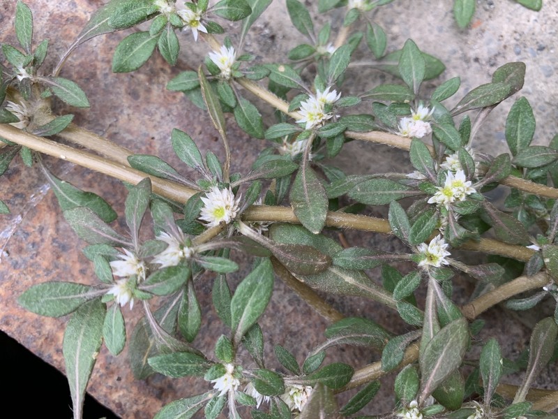 Alternanthera paronychioides subsp. chacoensis