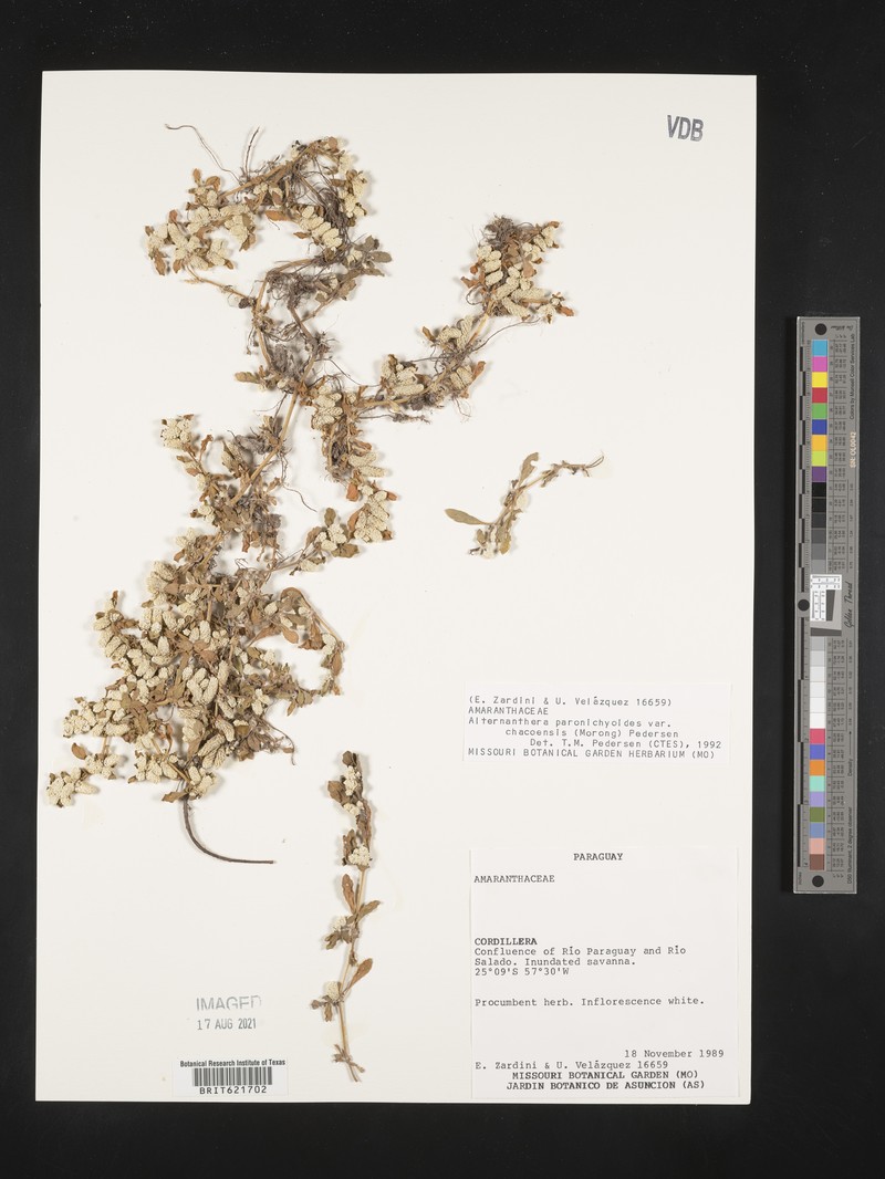 Alternanthera paronychioides subsp. chacoensis photo 2