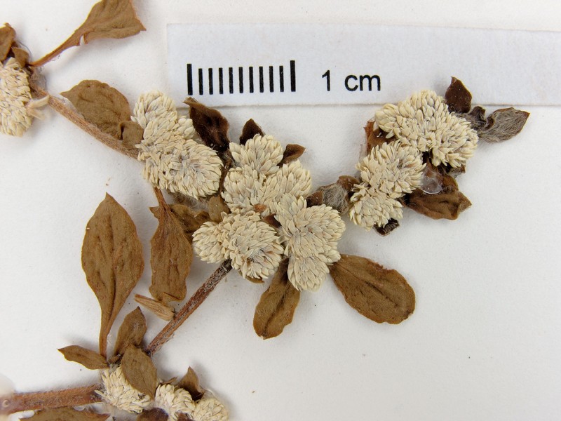Alternanthera paronychioides subsp. chacoensis photo 3