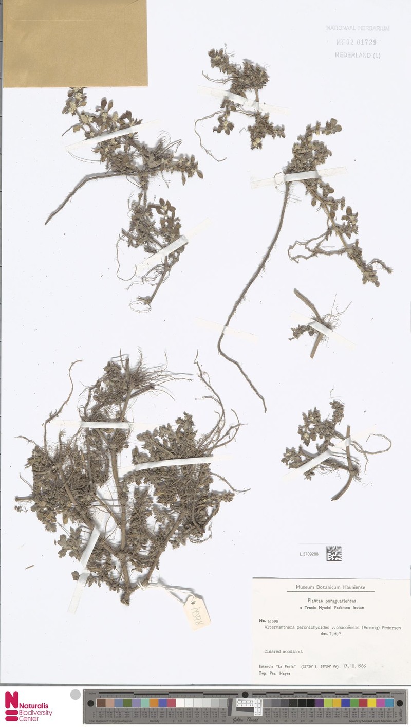Alternanthera paronychioides subsp. chacoensis photo 4