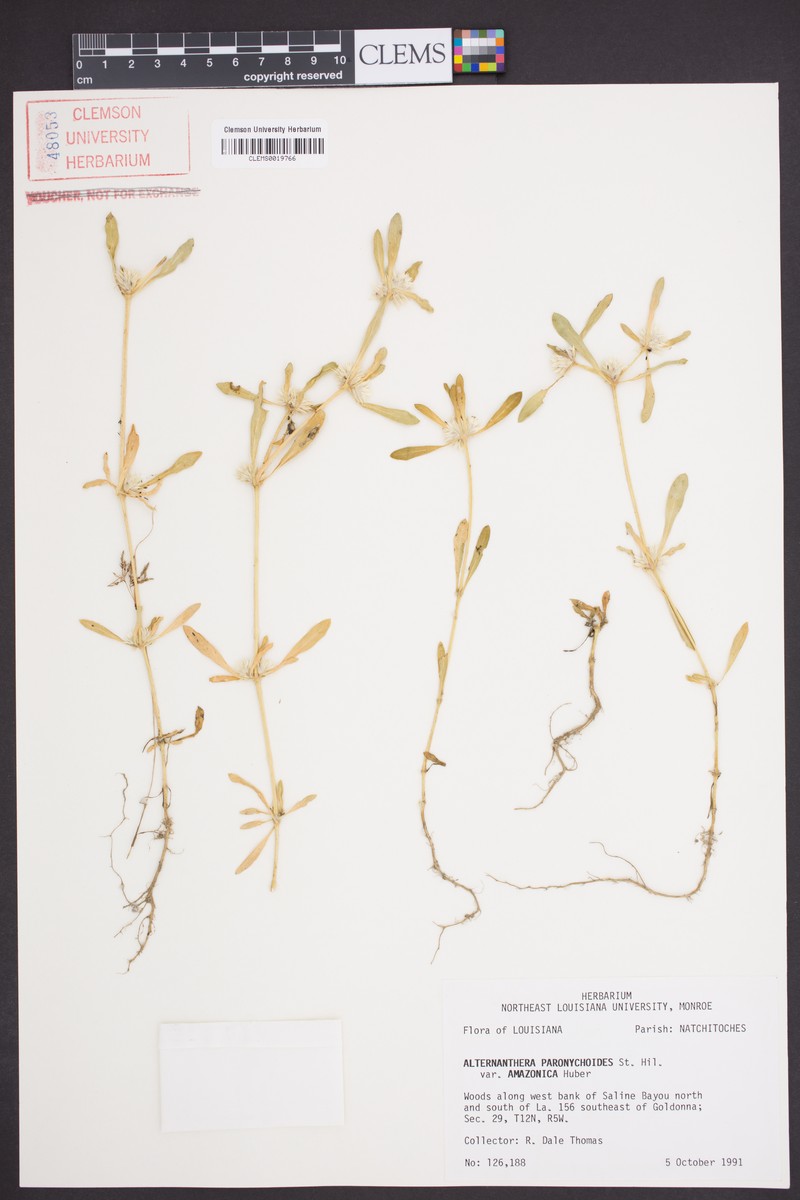 Alternanthera paronychioides subsp. paronychioides