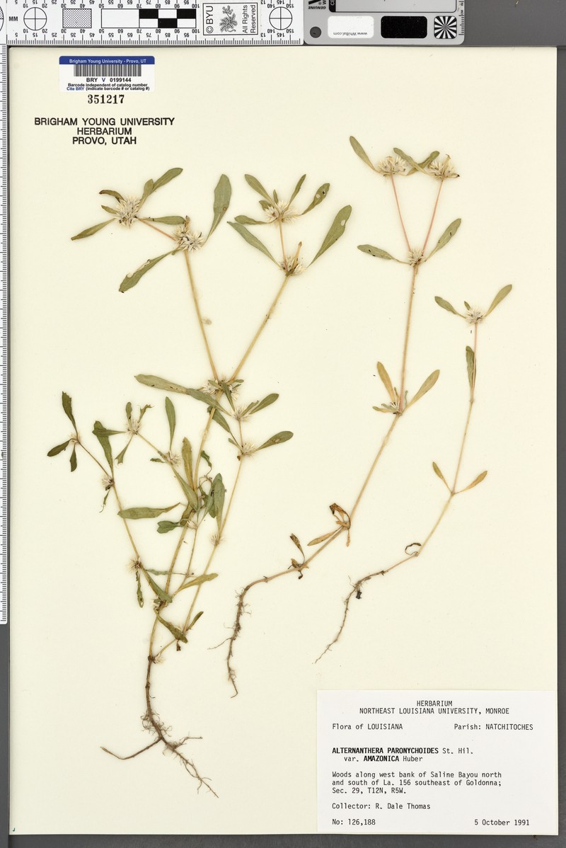 Alternanthera paronychioides subsp. paronychioides photo 2