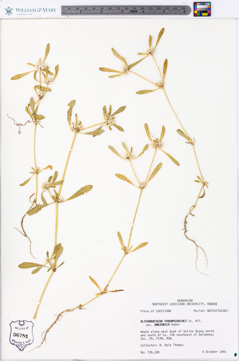 Alternanthera paronychioides subsp. paronychioides photo 3